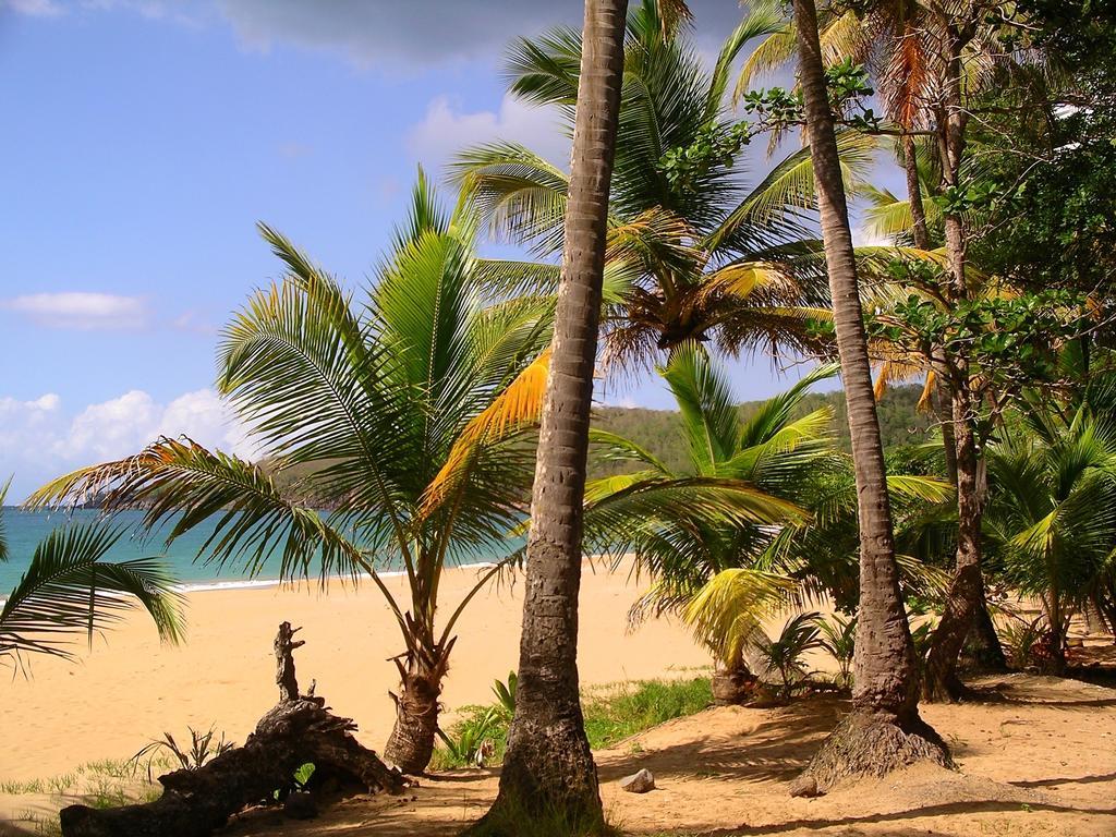 Вілла Mangoplaya Десе Екстер'єр фото